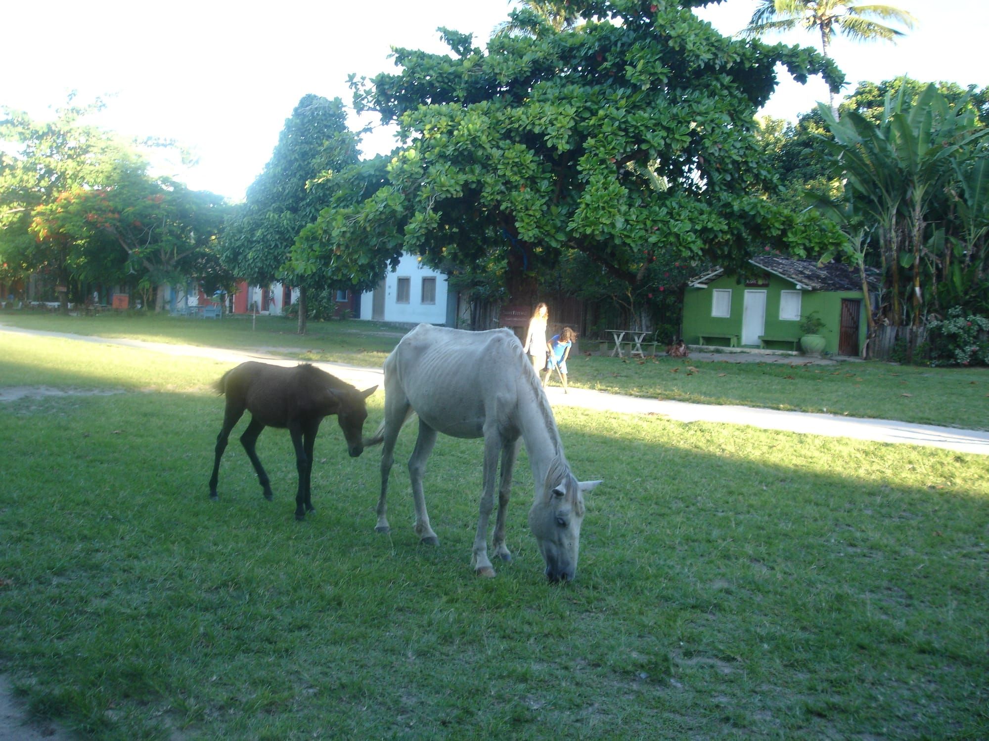 Cavalos pastando no gramado do Quadrado de Trancoso, com casinhas e árvores ao fundo